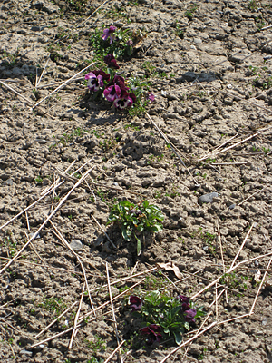 pansy unmulched